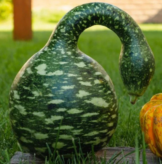 Speckled Swan Gourd Seeds - Non-GMO, Decorative Craft & Birdhouse Gourds, Lagenaria siceraria, 15 Seeds, Organic Gardening