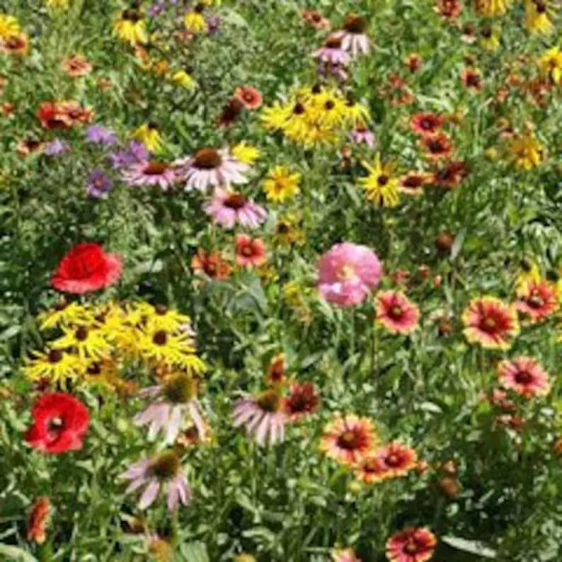 Wildflower Mix Seeds - 200 Organic Perennial Seeds - USA Grown Native Blend - Attracts Pollinators - Various Species