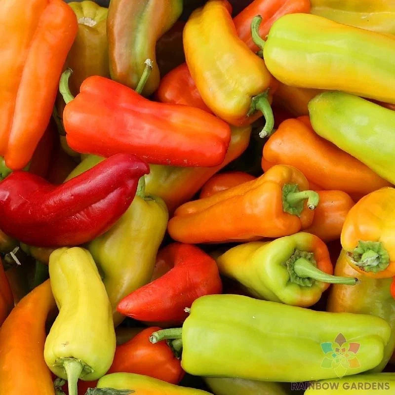 Cubanelle Sweet Pepper Seeds - 25+ Pack, Capsicum annuum, Heirloom, Non-GMO, for Garden, Container, and Raised Bed Planting