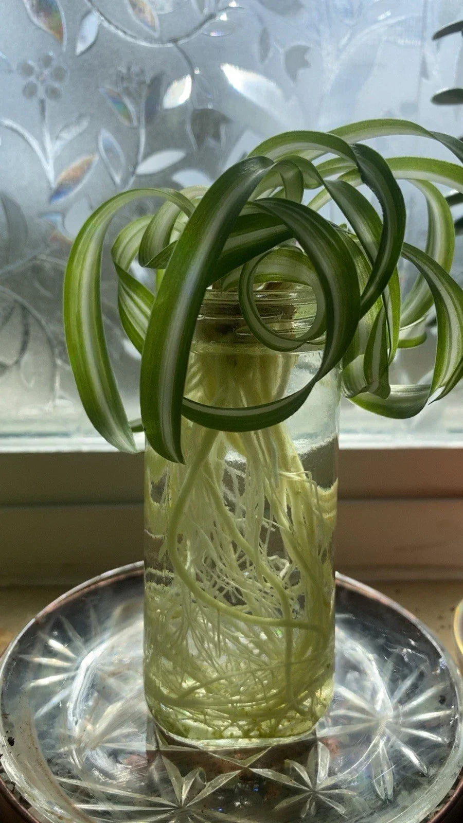 Spider Plants - Curly Baby Cuts - Live Houseplants - Bonnie Variety - Chlorophytum comosum - Easy Care Indoor Greenery