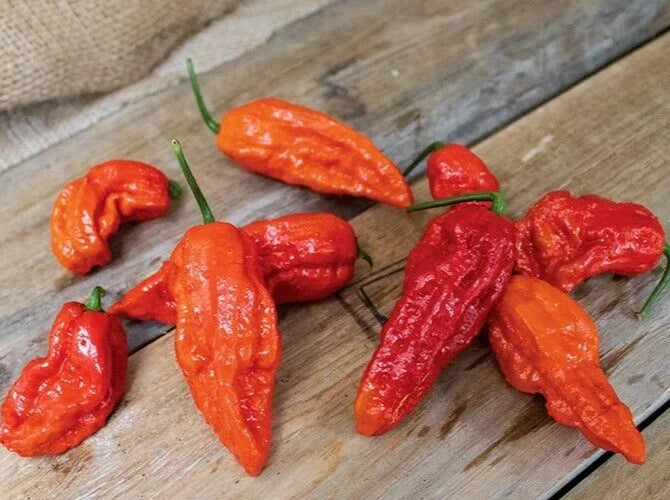 Bhut Jolokia Red Ghost Pepper Seeds - 25 Premium Super-Hot Capsicum chinense for Spicy Hot Sauce & Garden Growth