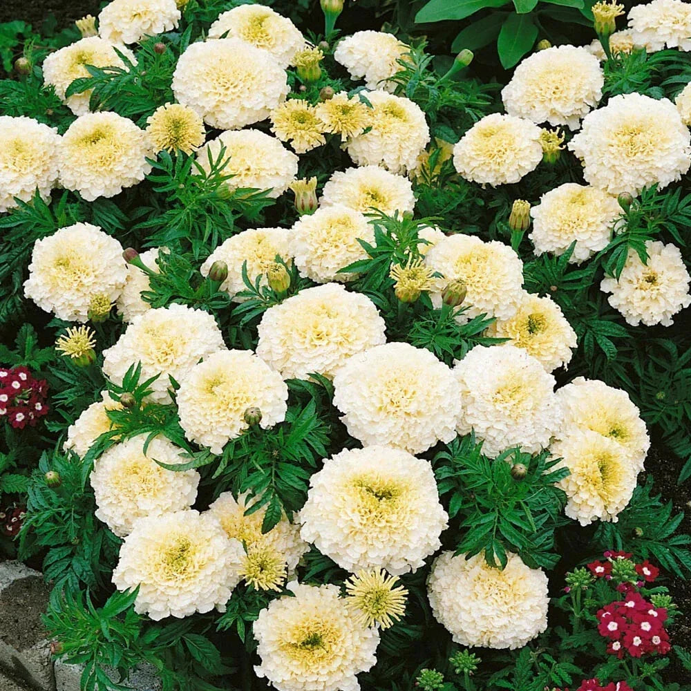Vanilla African Marigold Seeds - 25+ Pack, Tagetes erecta, Bright Yellow & Cream Flowers, Garden Planting, Non-GMO, USA Grown