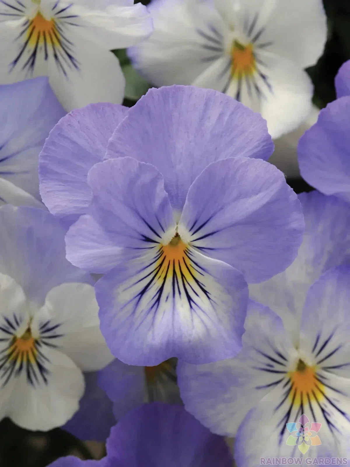 Frost Pansy Seeds - 200+ Count Plentifall Viola x wittrockiana Annual for Borders, Containers, Garden Beds, USA Grown