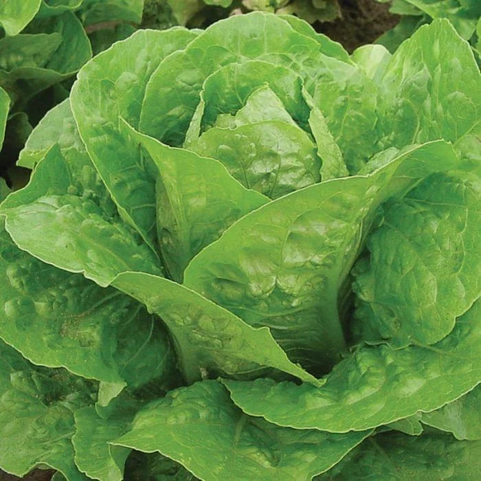 Parris Island Cos Romaine Lettuce Seeds – 4g Non-GMO, Organic, Cool-Season, Lactuca sativa for Home Gardening