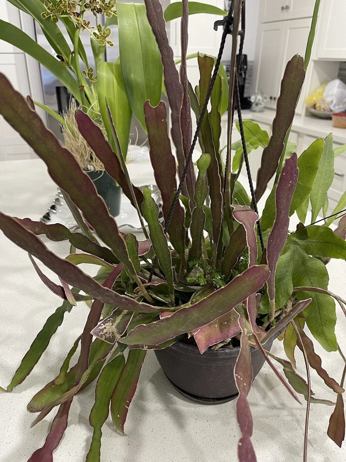 Epiphyllum Cuttings 8-10 Inches, Hookeri & Blooming Night, Fragrant Flowering Succulent Plant Segments