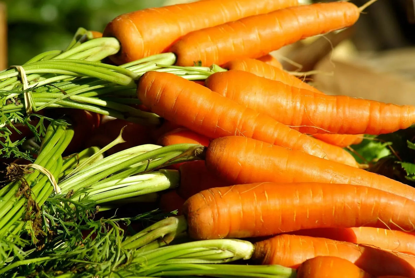 Danvers Carrot Seeds | Non-GMO Vegetable Garden Seeds | Daucus carota | Heirloom Variety for Home Gardens