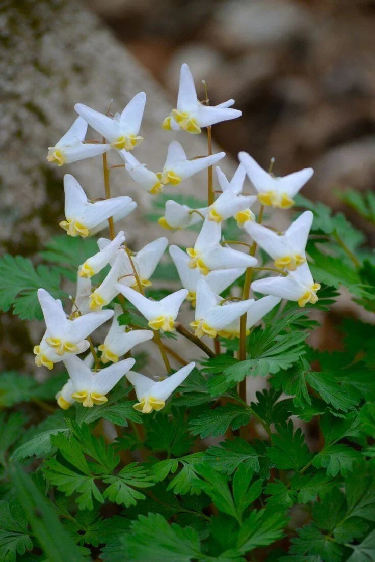 Dutchman Breeches Bulbs Bareroot Perennial Flowers for Shade Gardens Dicentra Cucularia, White, Easy to Grow