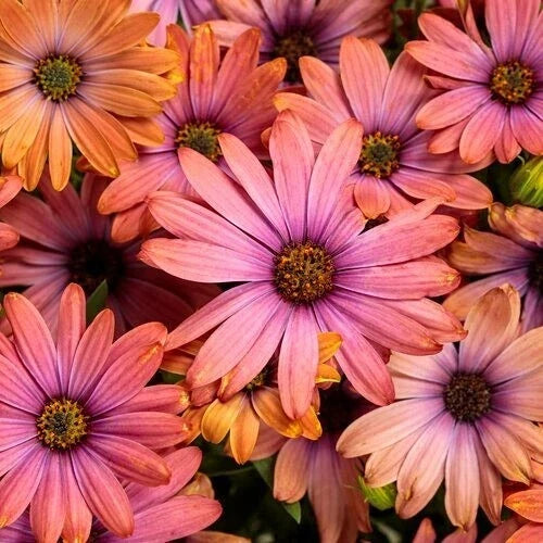 Cape Daisy Seeds - 200+ Purple & Orange Osteospermum Annual Flower Seeds for Garden, Borders, Containers