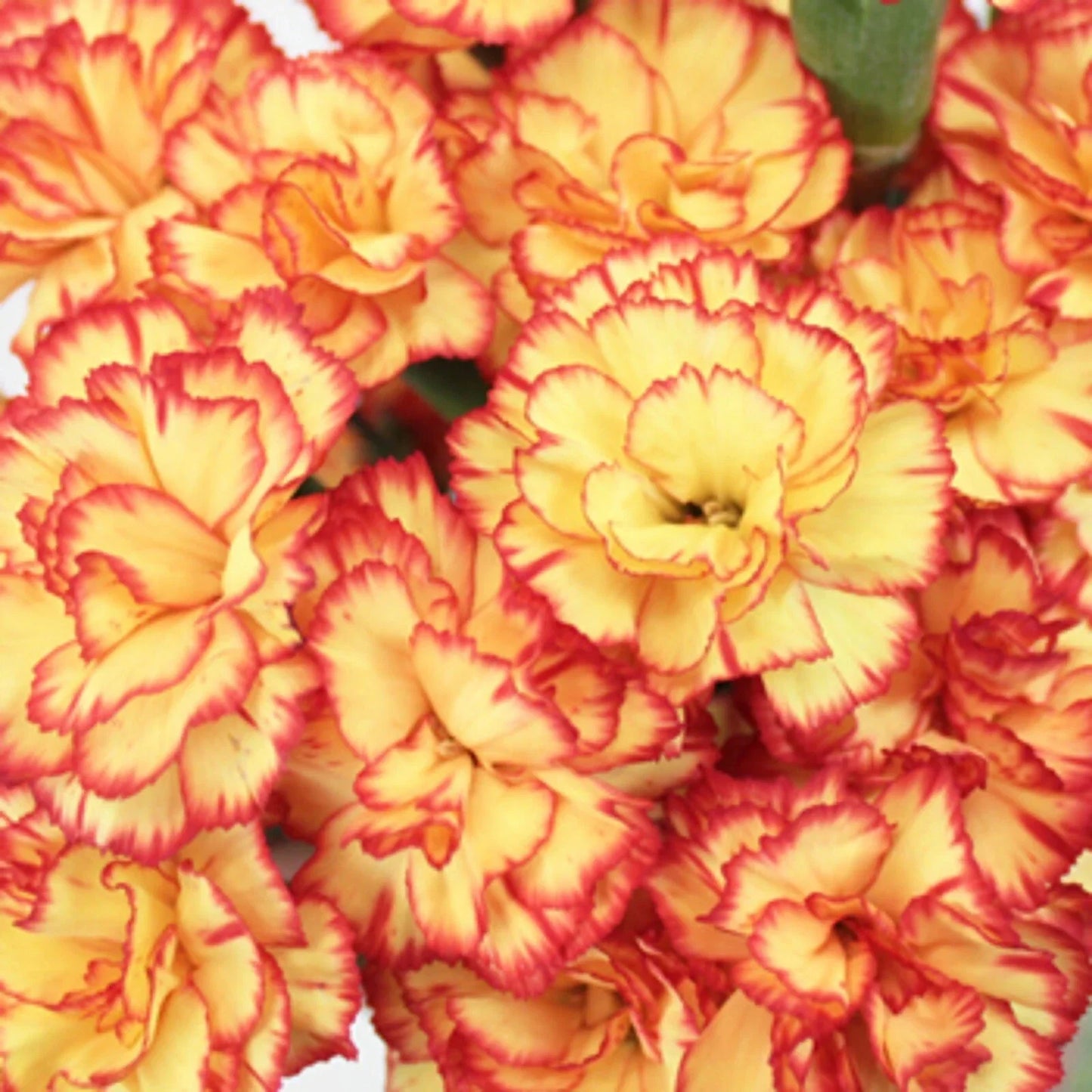 Carnation Seeds - 100 Yellow Orange Dianthus caryophyllus Perennial Flower Seeds for Borders & Cut Flowers