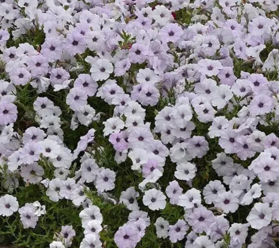 Petunia Seeds 10 Pelleted Tidal Wave Silver Petunia × hybrida Cascading Silver Flowers for Garden & Patio