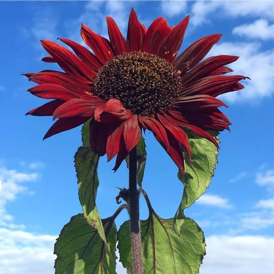 Red Sunflower Seeds - 50+ Heirloom Non-GMO, Helianthus annuus, Vibrant Red Sunflowers for Garden, Cut Flowers & Pollinator Attracting
