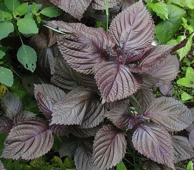 Purple Shiso Seeds - Non-GMO Perilla frutescens Herb for Culinary & Garden Use, Vibrant Purple Foliage