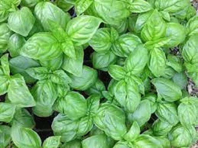 Premium Genovese Basil Herb Seeds - Organic Heirloom, Non-GMO, Ocimum basilicum, Culinary Herb, Potted Plant, Fresh Flavor