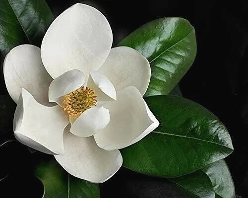 Southern Magnolia Cuttings – 8 Rooting & Grafting Cuttings – Magnolia grandiflora – Evergreen Tree with Fragrant White Flowers