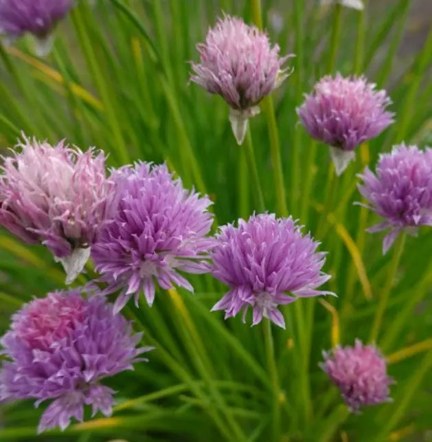 Chives Seeds - Non-GMO Perennial Herb Pack - Allium schoenoprasum Culinary Garden Seeds for Salads & Cooking