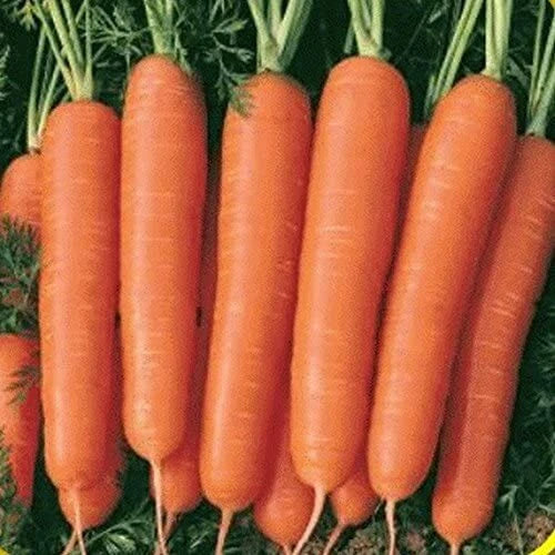 Scarlet Nantes Carrot Seeds | Heirloom Non-GMO Vegetable Seeds | Daucus carota Subsp. sativus | Root Vegetable Seeds