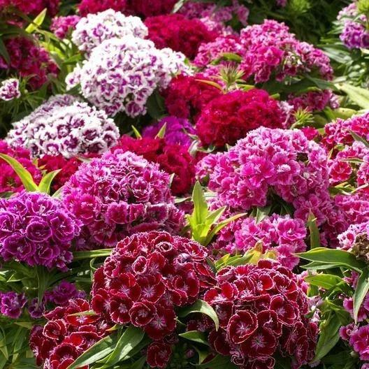 Sweet William Seeds - Herald of Spring Mix - Non-GMO Dianthus barbatus - Vibrant Flower Seeds for Partial Shade Gardens