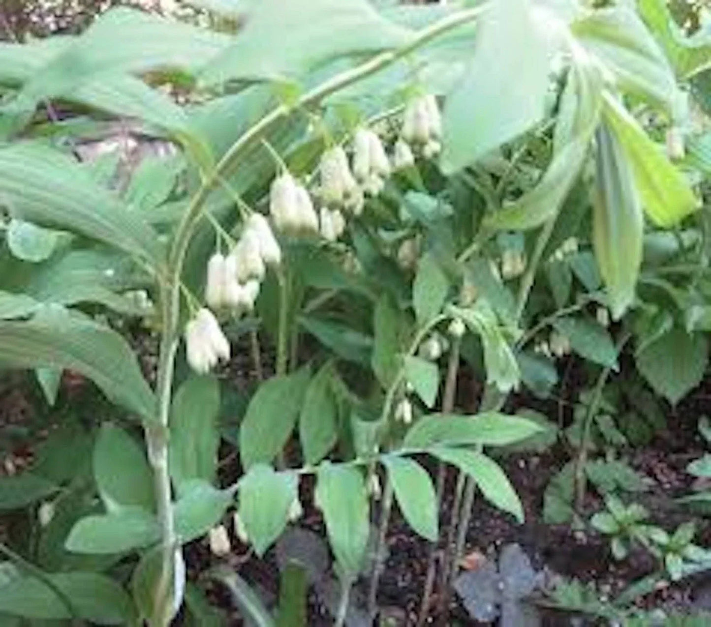 True Solomon Seal Bare Root Perennial Wildflower 3 Pack Polygonatum biflorum for Shade Gardens