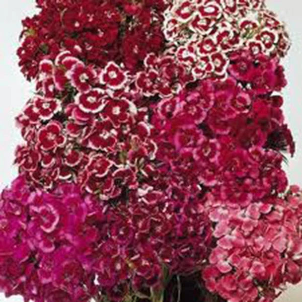 Sweet William Seeds - 100+ Dianthus barbatus Flower Seeds for Colorful Clusters, Butterfly Attracting, Garden Bed & Border Plant