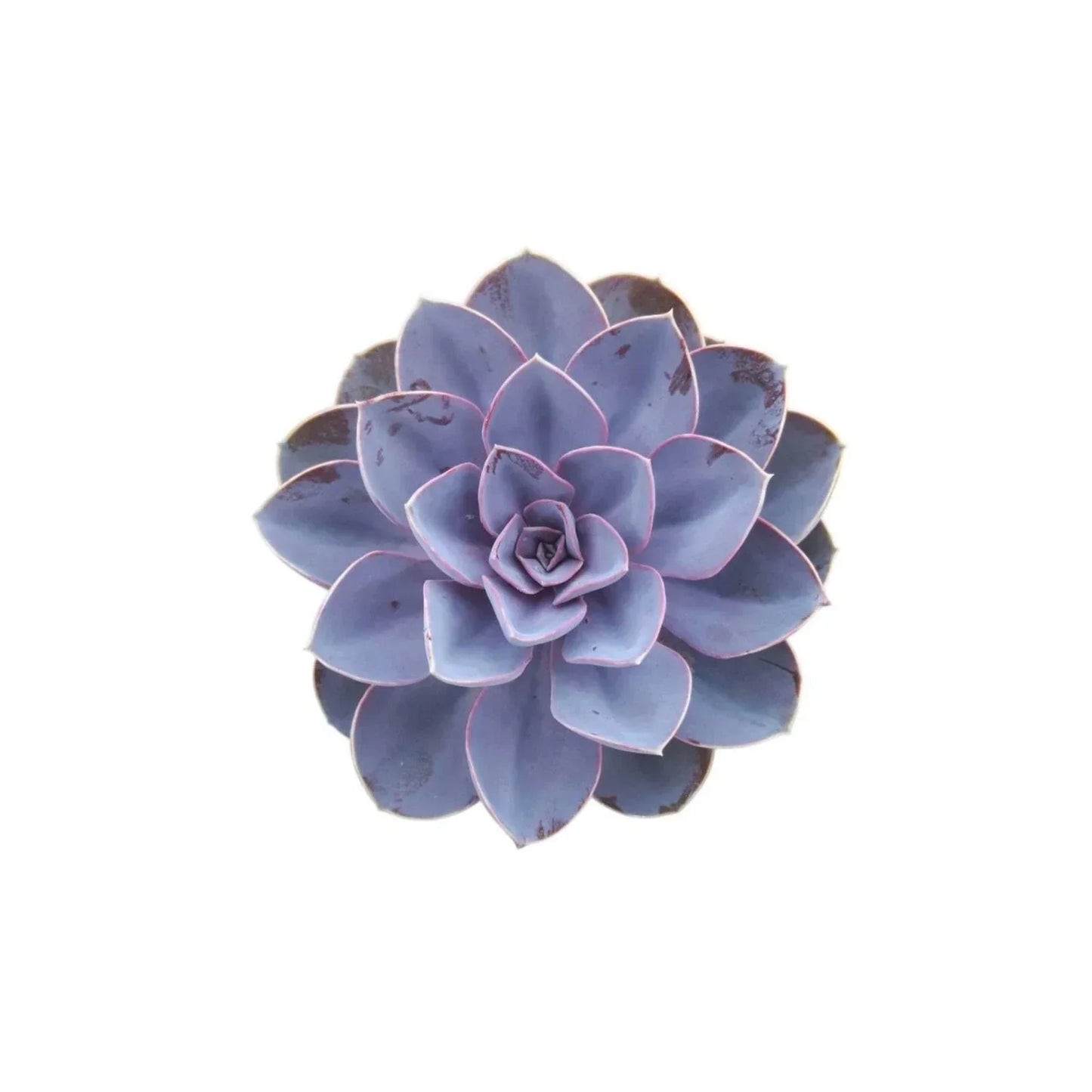 Echeveria Purple Pearl Rooted Succulent Starter Plant, Colorful Rosette, Echeveria 'Purple Pearl'