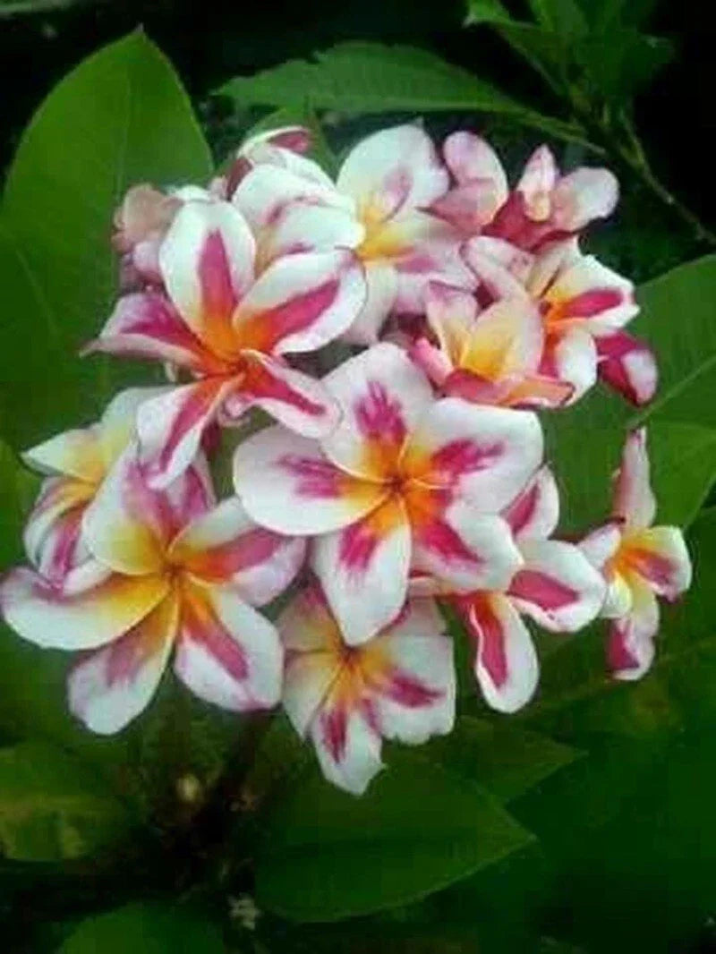Plumeria Seeds 5 Pack - Pink Yellow White Flowers, Tropical Frangipani, Hawaiian Perennial, Garden, Pot & Border Plant