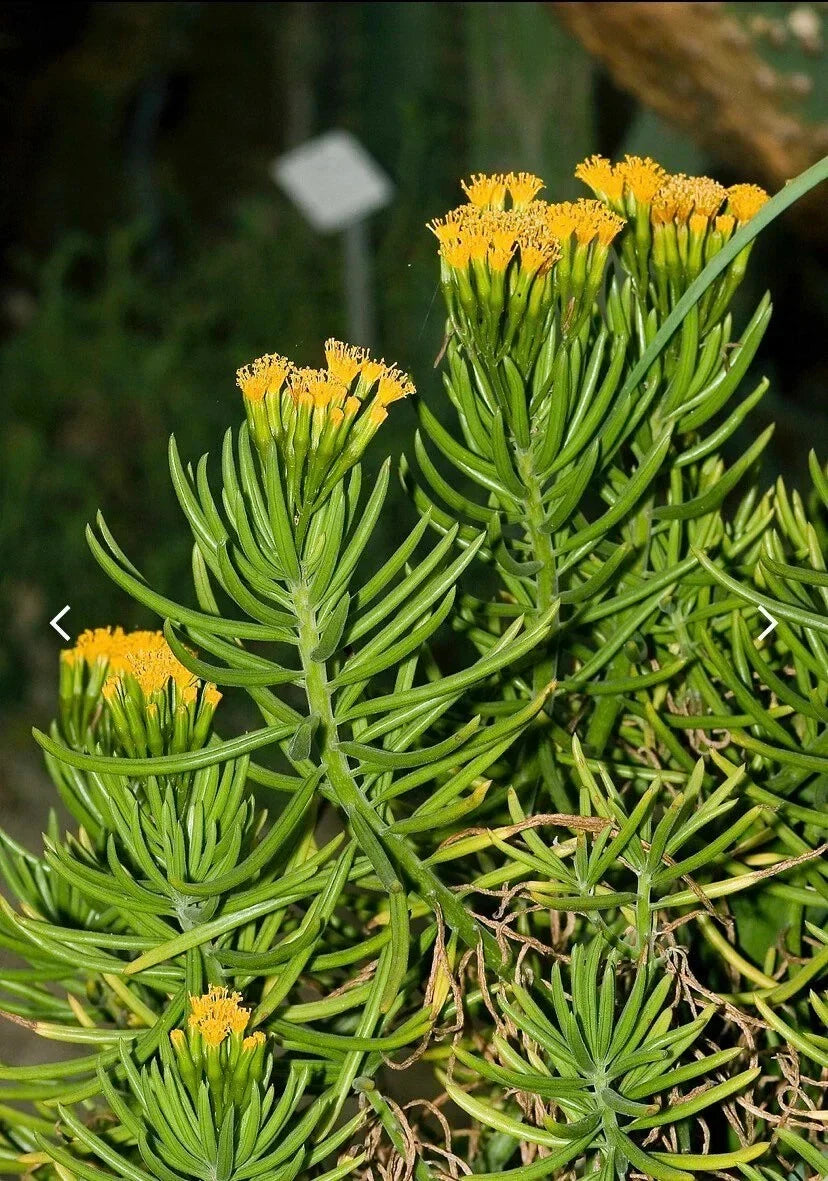 Senecio barbertonicus Cuttings – 10 Lemon Bean Bush Live Succulent Plant Segments – Indoor/Outdoor Propagation, No Roots, Easy to Grow