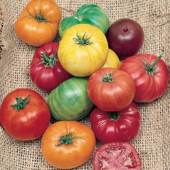 Rainbow Beefsteak Tomato Seeds - Heirloom Organic Non-GMO, 30+ Seeds, Large Juicy Tomatoes, Perfect for Home Gardening & Containers