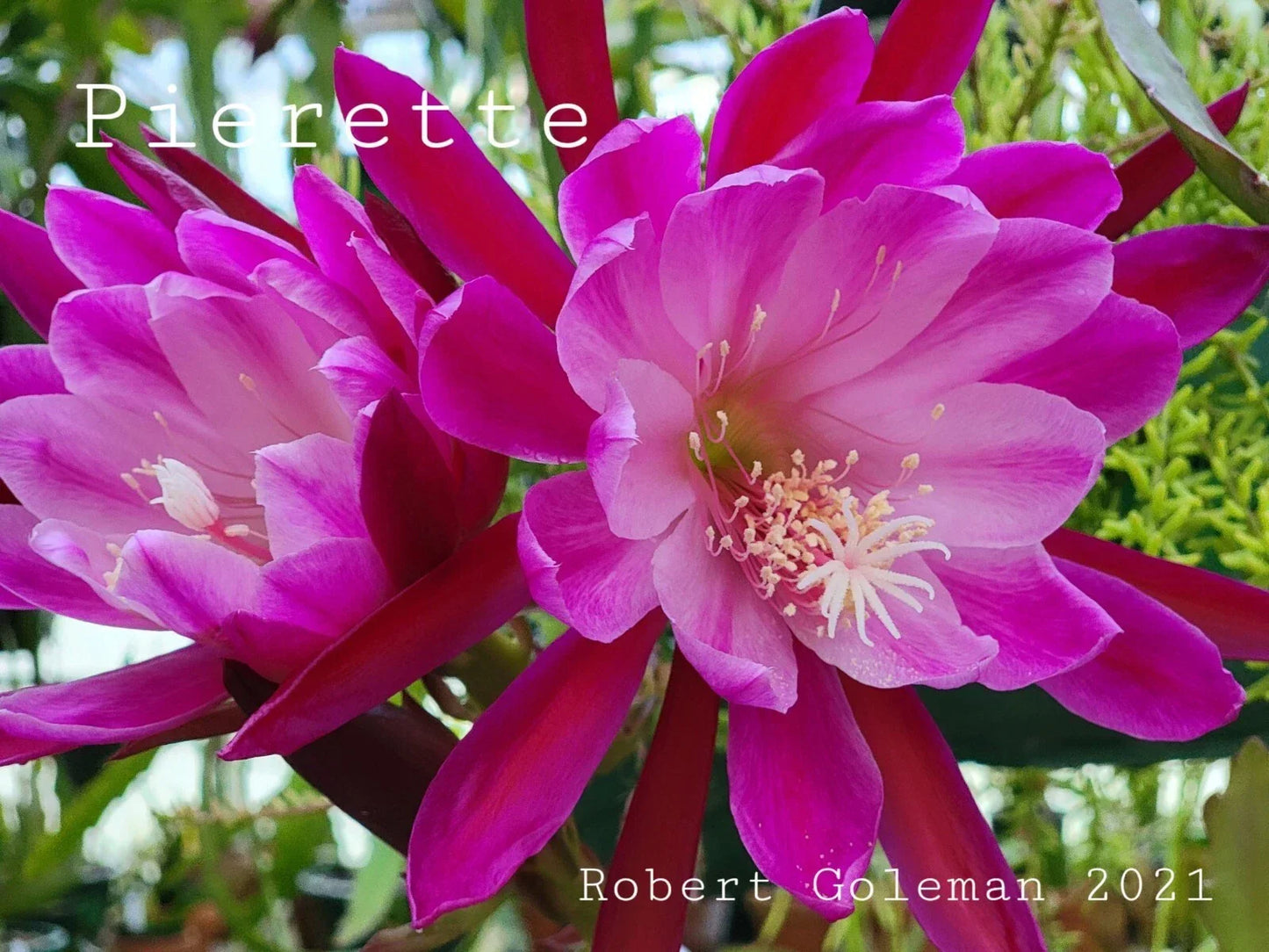 Epiphyllum 'Pierette' Unrooted Cutting - Rare Orchid Cactus with Pink & White Flowers - Exotic Indoor Houseplant Propagation