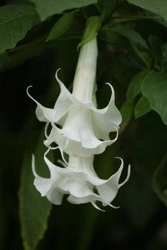 Triple White Angel Trumpet Seeds - Brugmansia suaveolens, Fragrant White Flowers, Ornamental Garden Planting, 10 Seeds