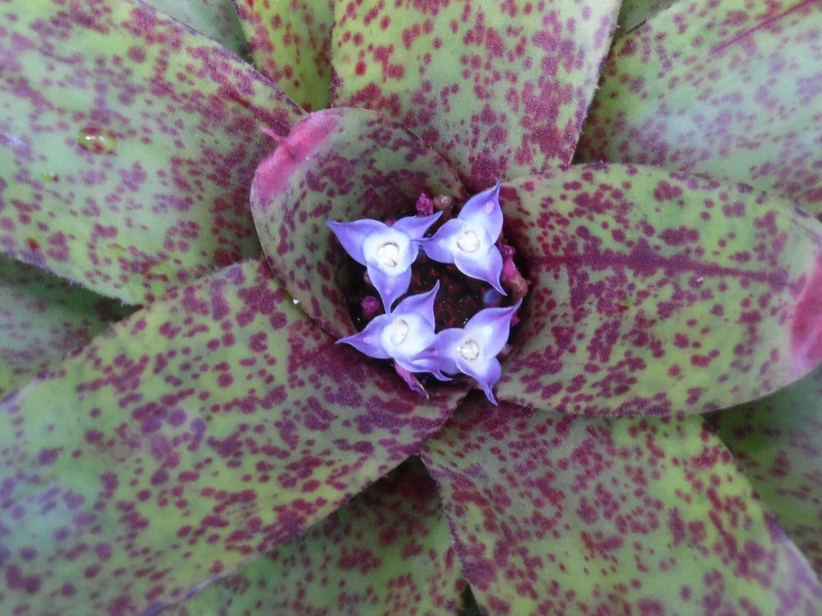 Neoregelia GUINEA Bromeliad Plant - Medium Tropical Houseplant - Indoor Greenery - Neoregelia 'GUINEA' - Easy Care Decor