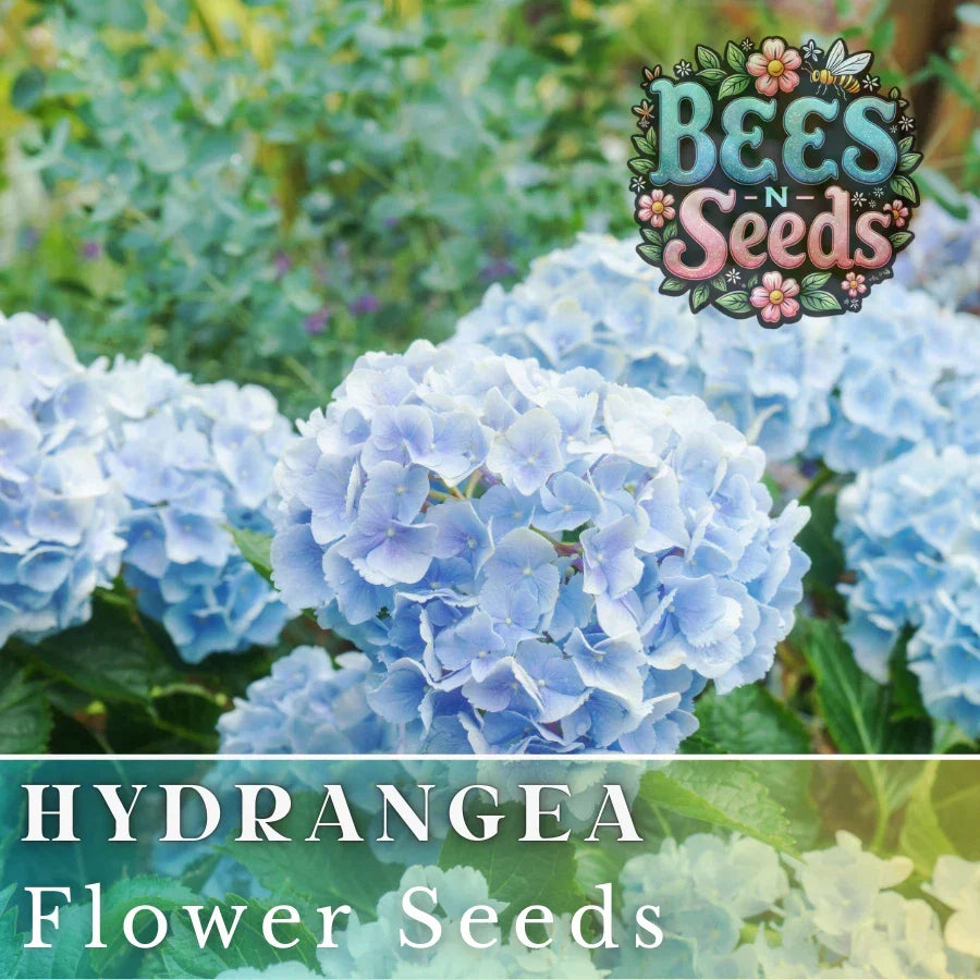 Frostbite Hydrangea Seeds – 85 or 250 Non-GMO Hydrangea macrophylla Flower Seeds for Blue and Pink Blooms