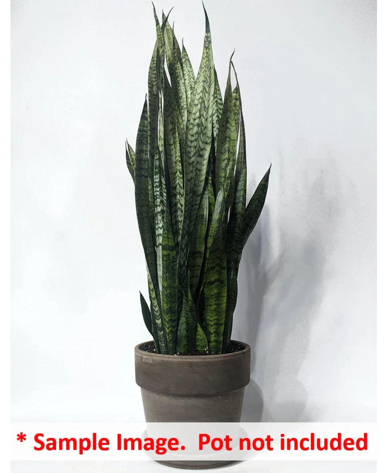 Snake Plant Cuttings 16 Pack, 6-12" Sansevieria Zeylanica, Indoor Air-Purifying Houseplant, Greenery, Easy Care