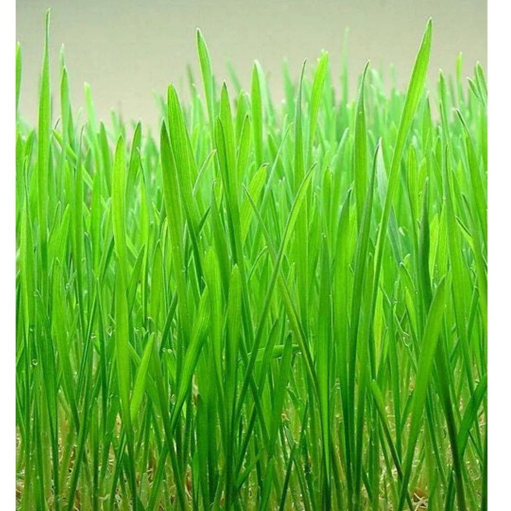 Cat Grass Seeds - Heirloom Organic Red Wheat Seeds for Indoor Cats - Non-GMO, Natural Triticum aestivum, 2300+ Seeds