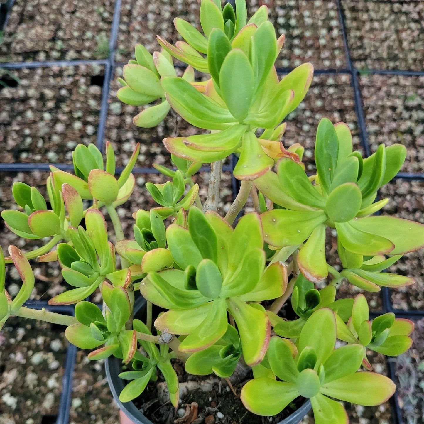 Sedum Praealtum Live Plant - Green Apple Snap Succulent - 6 Inches Bare Root - Drought-Tolerant Indoor Outdoor Plant