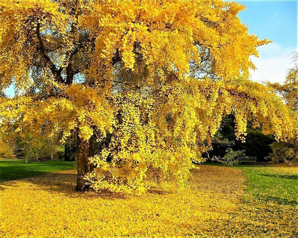 Ginkgo Biloba Seeds - 5+ Fresh Maidenhair Tree Seeds for Landscaping and Bonsai - Ginkgo biloba