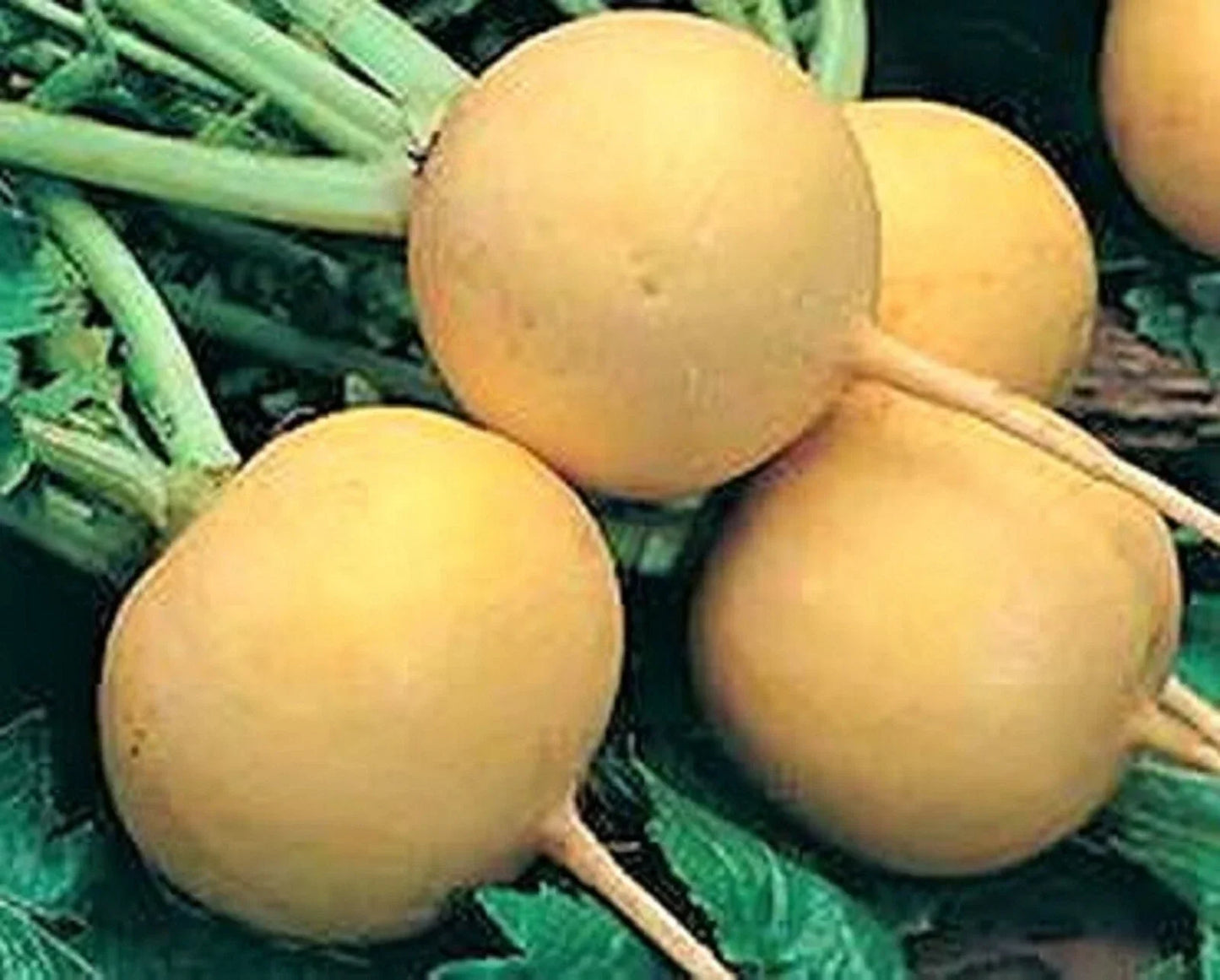 Golden Ball Turnip Seeds - Brassica rapa subsp. rapa, Non-GMO, 500+ Seeds for Home Gardening, Edible Roots, Easy to Grow