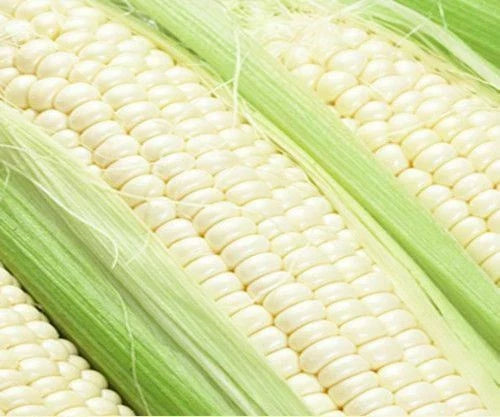 Sweet Corn Seeds Pack of 50 - Illusion Variety Zea mays Non-GMO, Heirloom, Summer Garden Plant