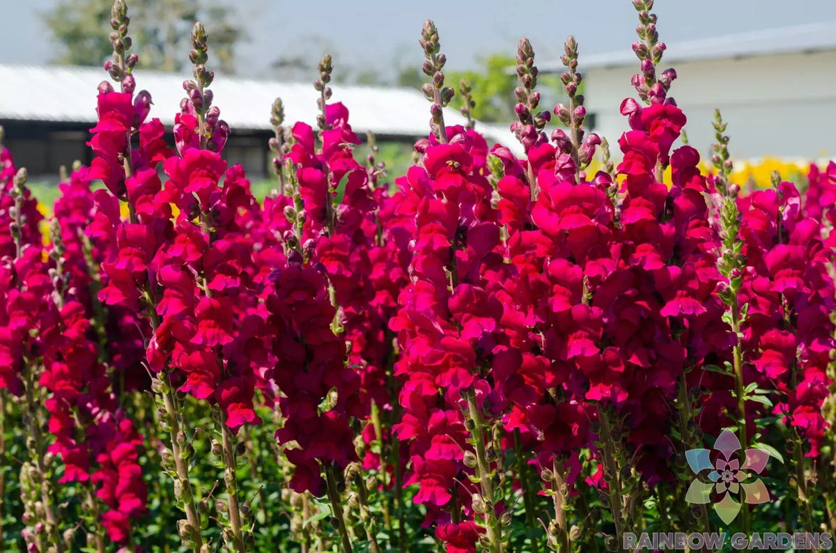 Potomac Red Snapdragon Seeds - 1000+ Count - Antirrhinum majus - Vibrant Red Blooms for Garden Planting - USA