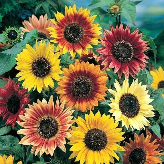 Sunflower Mix 10 Species Variety Pack Helianthus Bright Bloom Garden Seeds Free Shipping