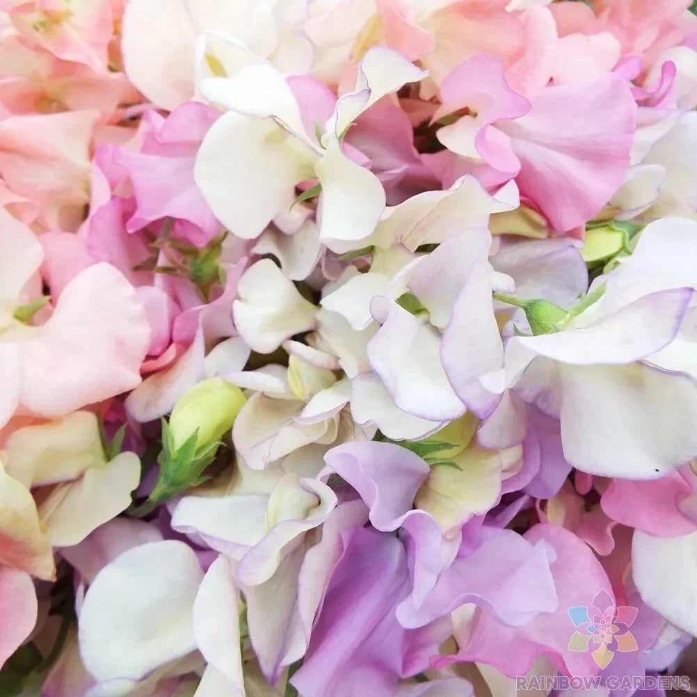Heirloom Sweet Pea Seeds - 50+ Pastel Mix, Fragrant Climbing Vine, Lathyrus odoratus, Garden Flower, Non-GMO, USA Free Shipping