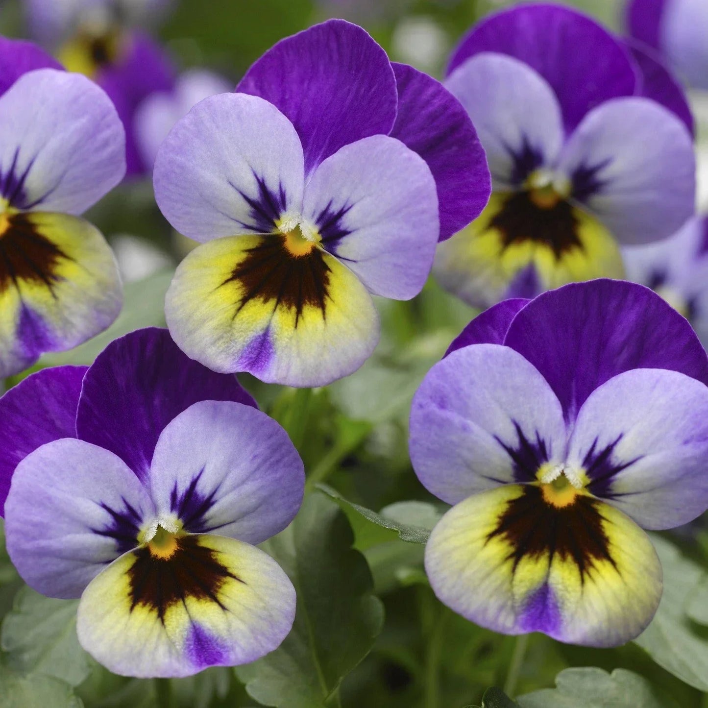 Viola Seeds 50 Pack Viola Deltini Violet Blue Scented Flower Seeds for Garden, Borders, Containers