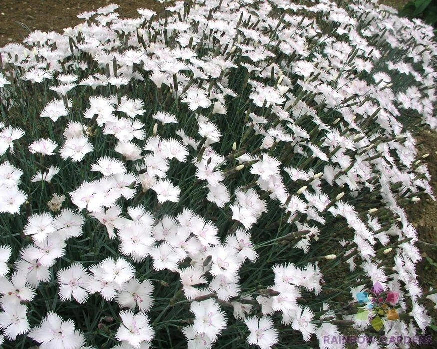 Dianthus Greystone Carnation Seeds - 200+ Premium Fragrant Flower Seeds for Garden, Borders, Containers, Caryophyllus
