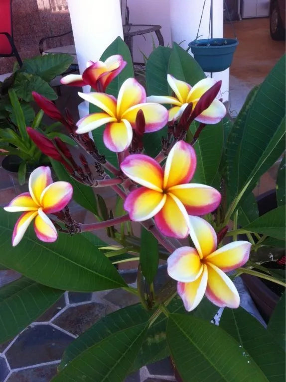 Plumeria Seeds - 5 Pack - Yellow, White, Purple Flowers - Perennial Tropical Plants - Frangipani Varieties