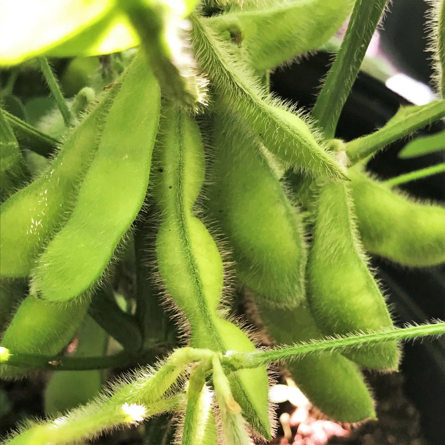 Bulk Midori Giant Edamame Soybean Seeds | Glycine max | Asian Vegetable, Non-GMO, High Germination, Plant-Based Protein