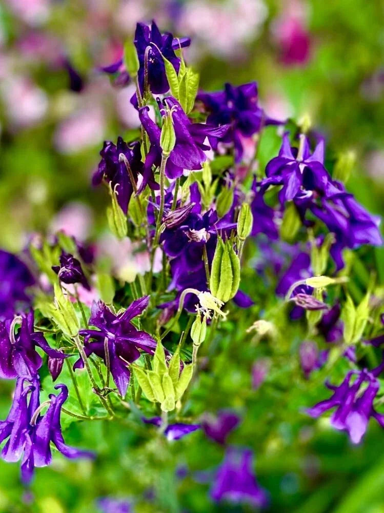 Columbine Seeds Purple Haze Mix Non-GMO Perennial for Hummingbirds & Butterflies Aquilegia caerulea, 200 Seeds