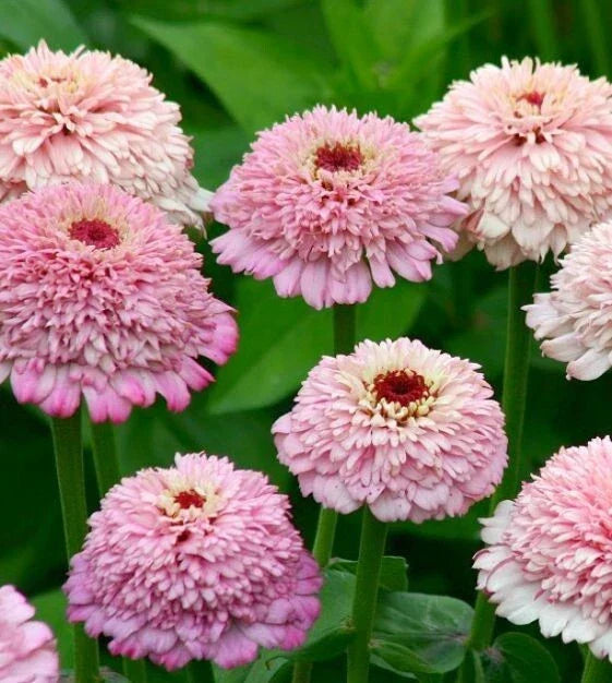 Zinderella Lilac Zinnia Seeds - 100+ Pack, Zinnia elegans, Vibrant Lilac Blooms, Garden Planting, Butterfly & Bee Attractant