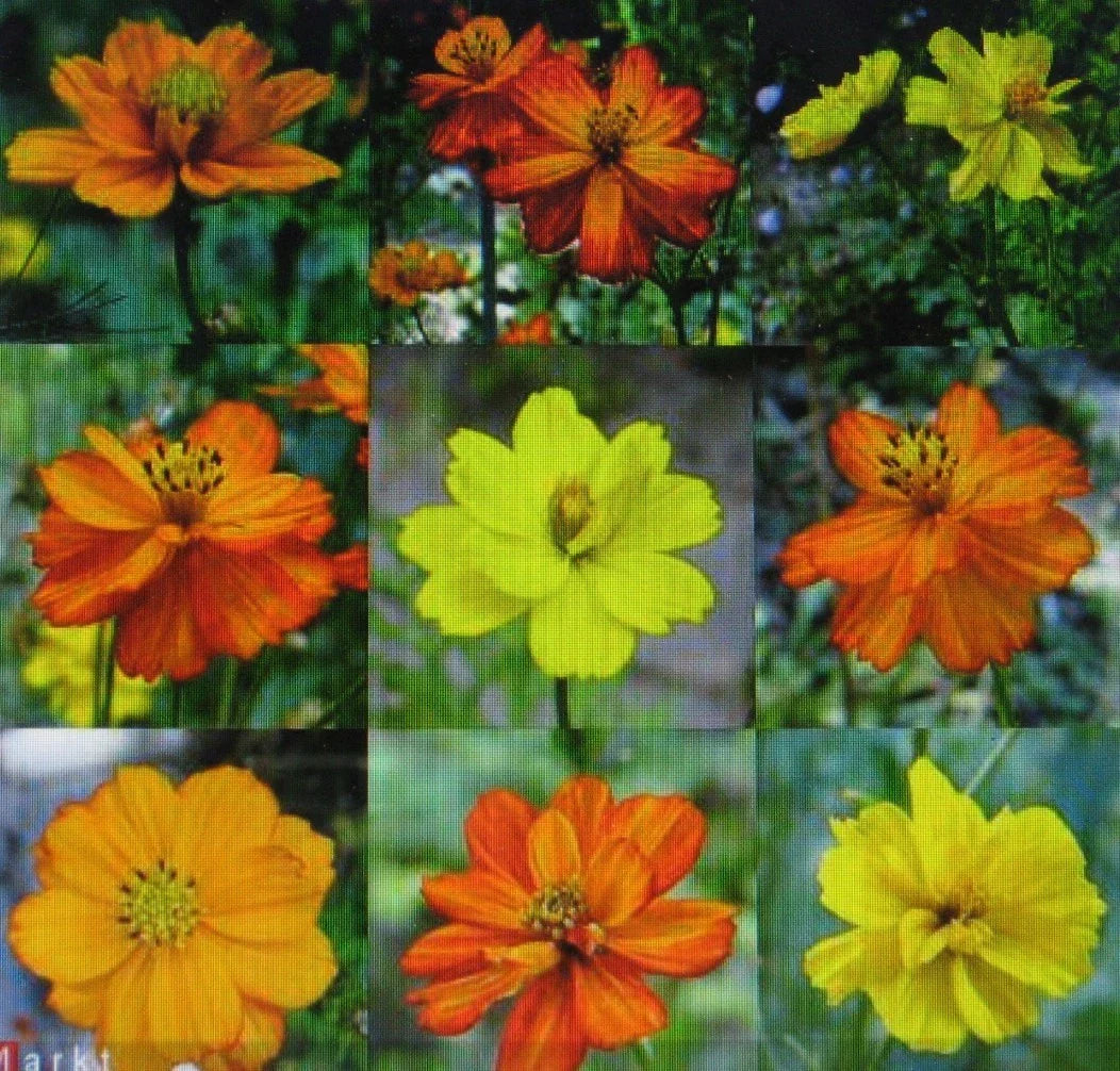 Cosmos Seeds - Ladybird Mixture, Semi-Double Flowers, Annual, Cosmos bipinnatus, Butterfly Attracting, Drought Tolerant, Non-GMO