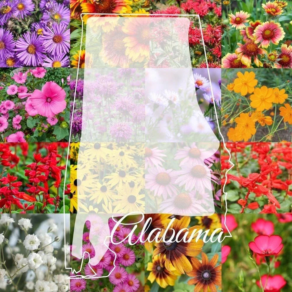 Alabama Wildflower Seed Mix 1/4LB Bulk - Native Wildflowers for 2,000 sq ft - Colorful Blooming Meadow Seed Kit