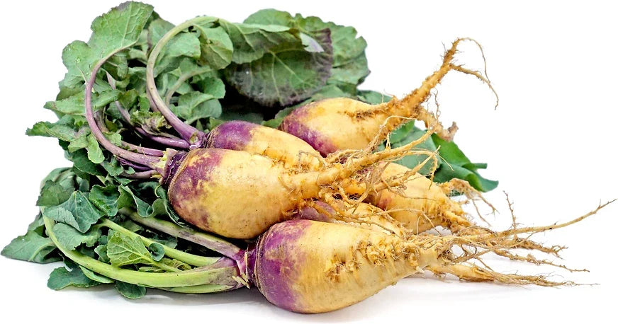 Rutabaga Seeds - Baby Bunch Variety - Non-GMO Brassica napus Root Vegetable Seeds for Gardening, 500+ Seeds, USA Grown