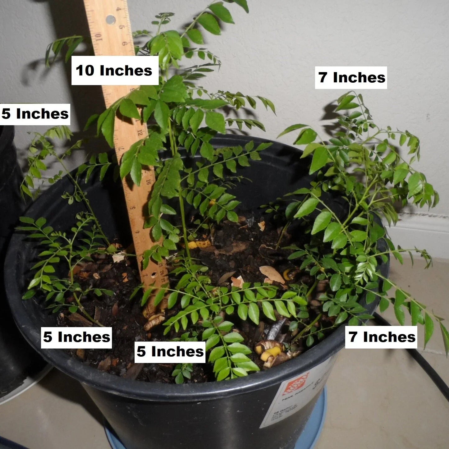 Fragrant Curry Leaf Plant – 4" Potted Live Starter – Murraya koenigii – Aromatic Herb for Cooking and Indoor Garden